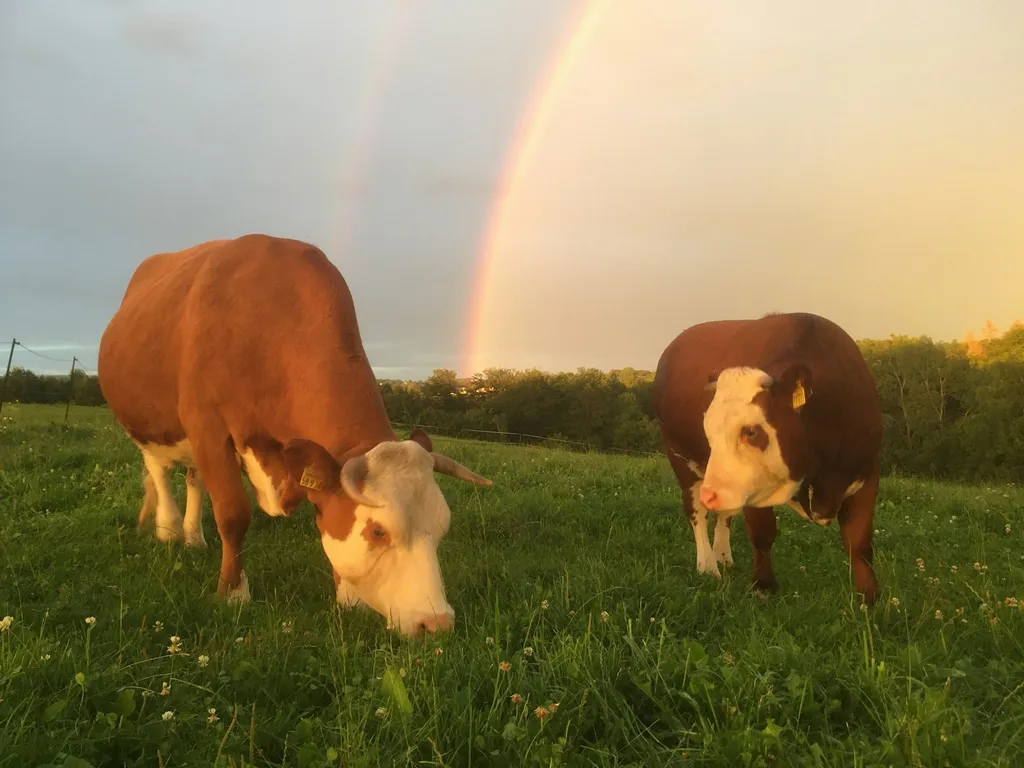 Zelten auf dem Pferdehof