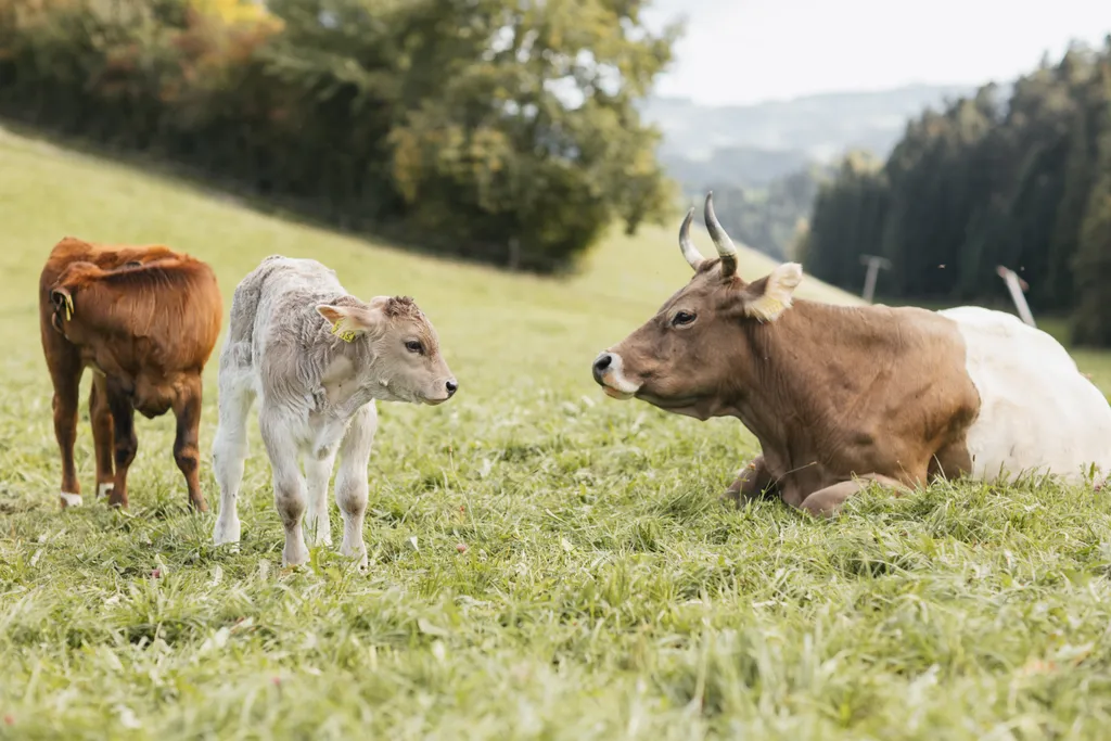 Wo Rehe weiden & der Kuckuck ruft