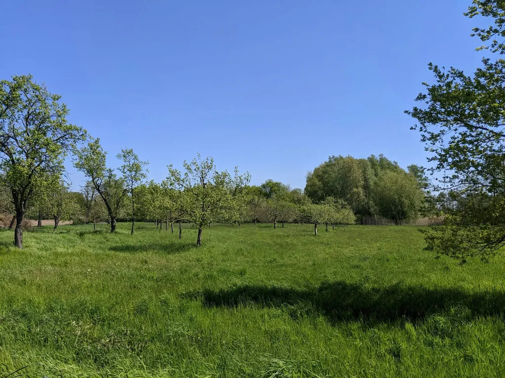 Obstwiese in Alleinlage an der Oder