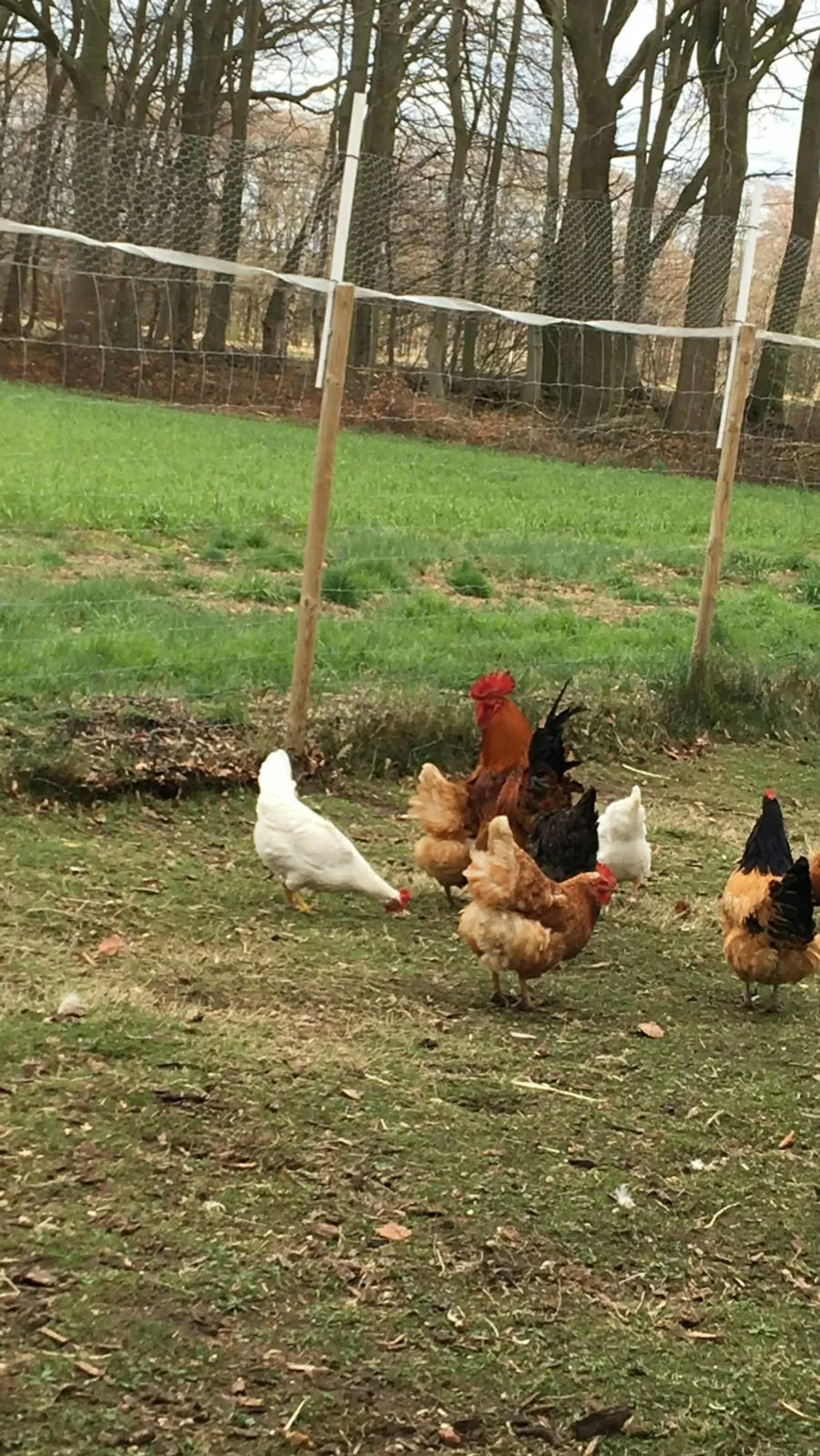 Camping auf der Wiese – Natur Pur