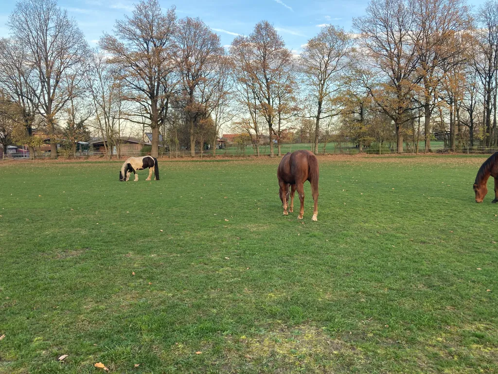 Unsere Pferde