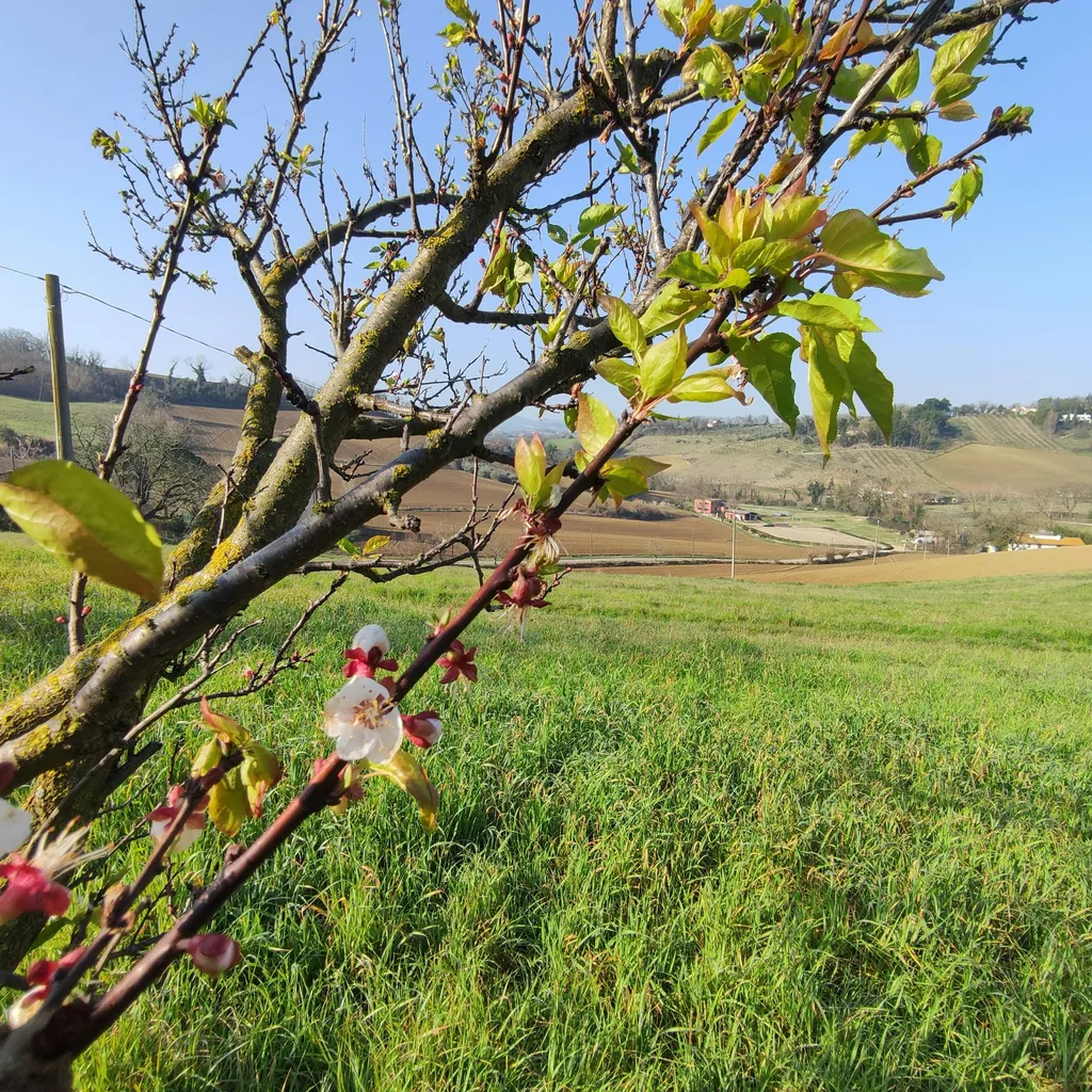 Camp gli Ulivi della Luca - Van