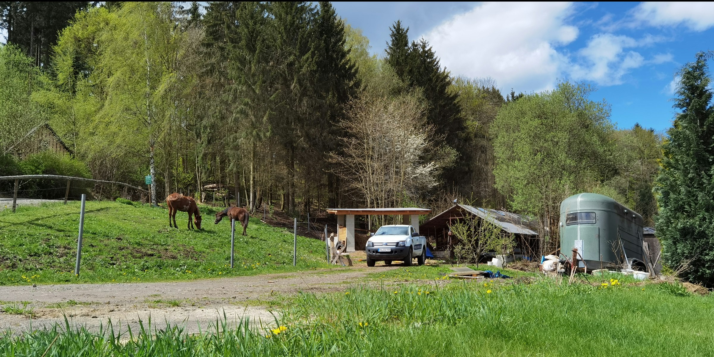 Bei den Pferden am Waldrand