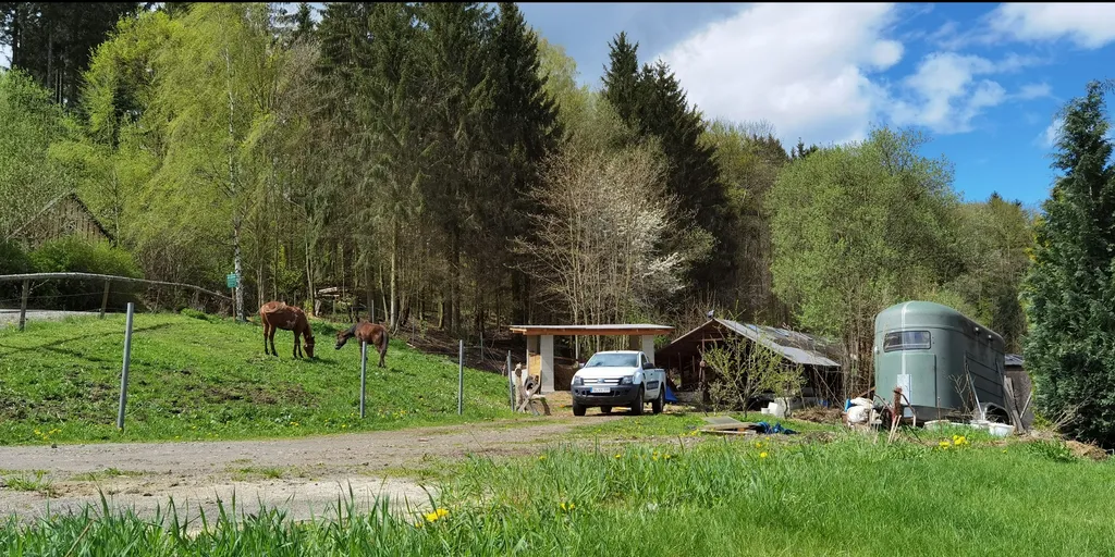 Bei den Pferden am Waldrand