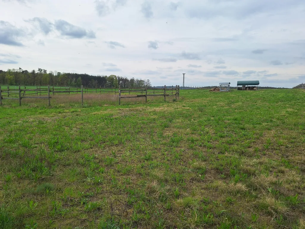 Abgelegene Ponywiese mit Sicht