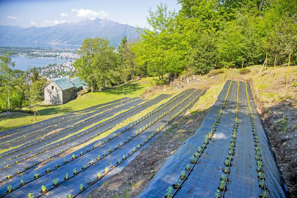 La Sorgente (castagno)
