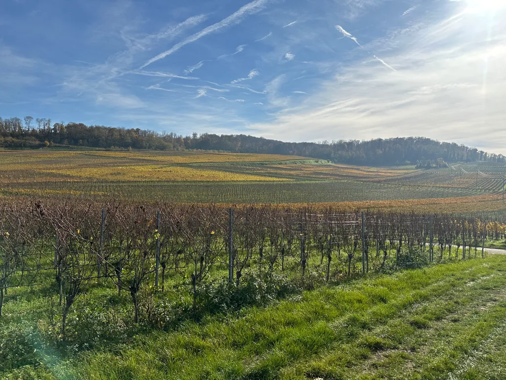 Camping im Weinberg auf dem Winzerhof