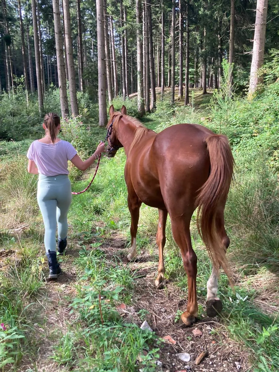 Mit den Pferden eine entspannte Wald Wanderung