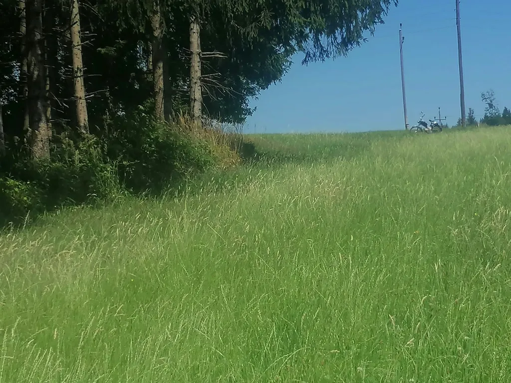 Wiese mit Waldaussicht und Ruhe