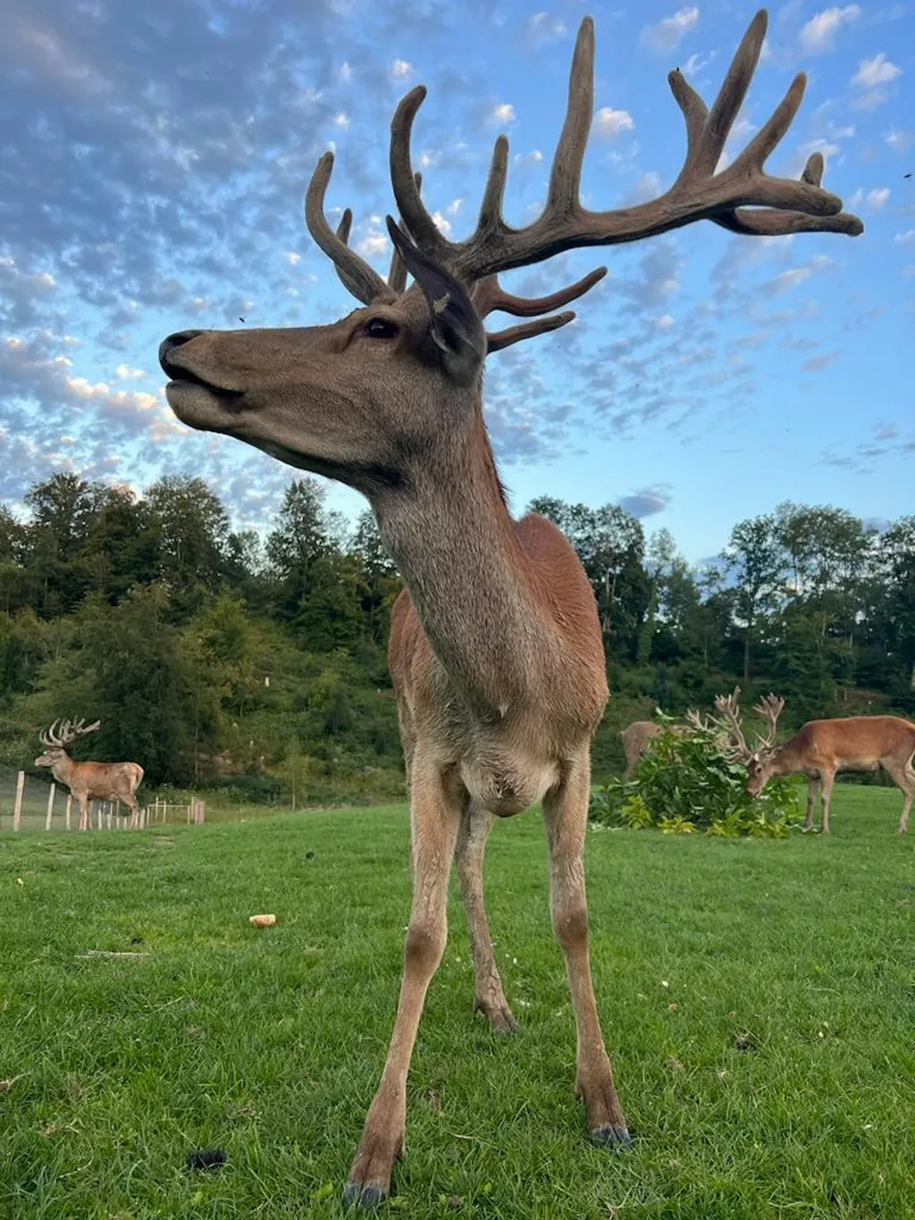 Wiese am Hirschgehege
