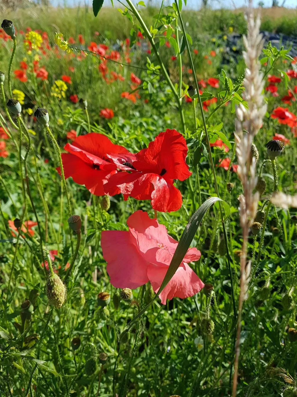 Streuobstwiese im Fränkischen Wald