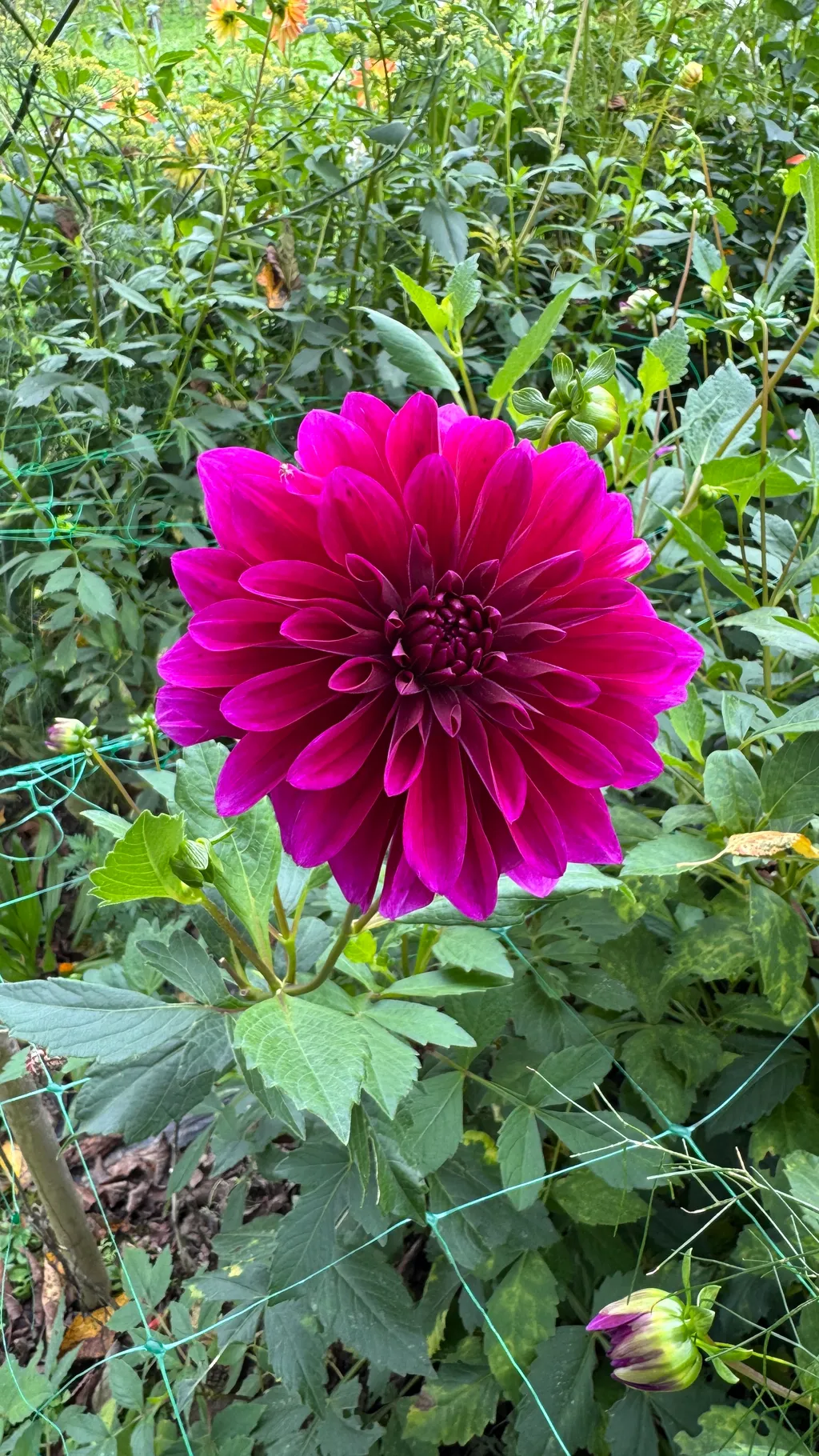 Bild von Heidi für den Spot 212