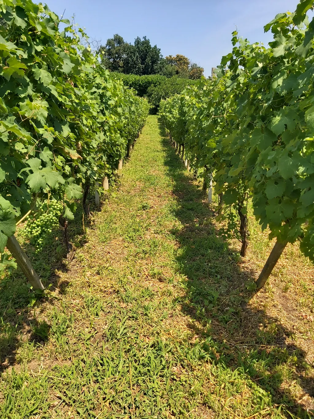 In vigna