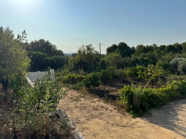 Olive Tree