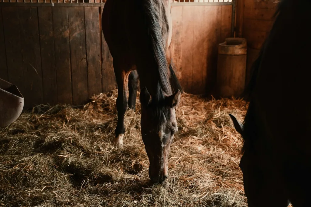 Campen auf dem Haflingerhof