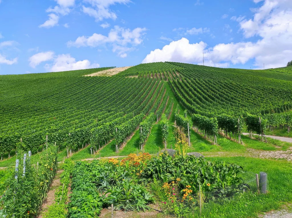 Stellplatz am Winzerhof