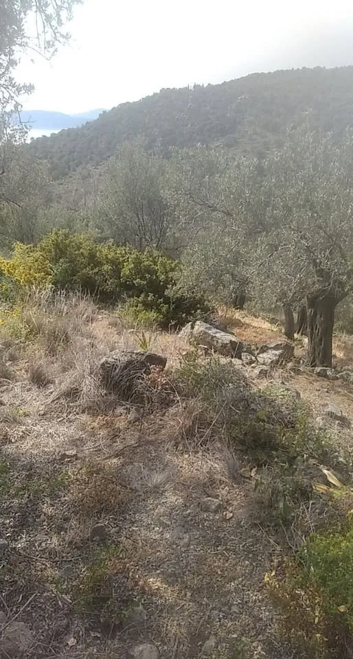 Welcome to our Secret Olive Groves!