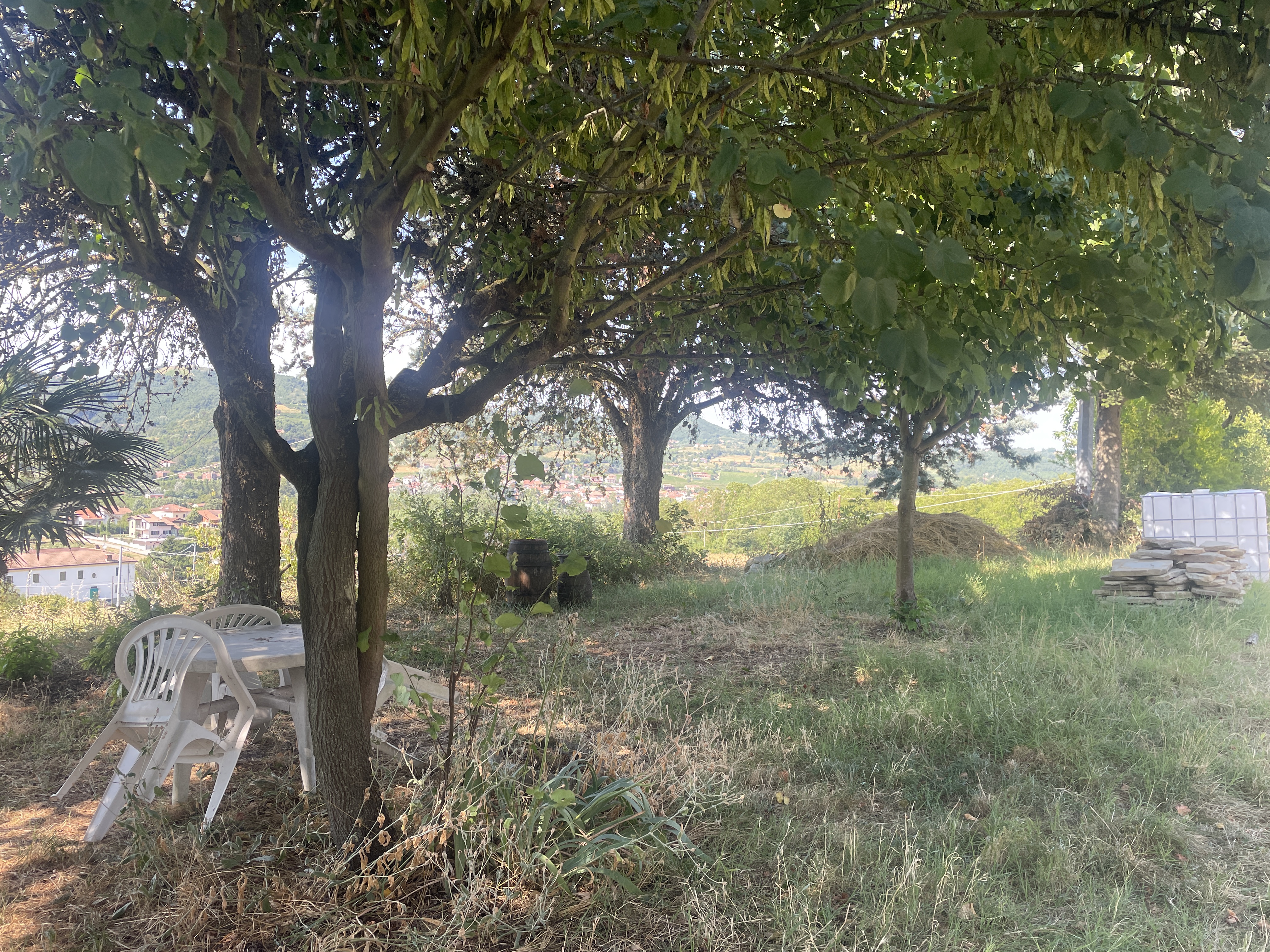 Wiese mit Bäumen zum Hängematte aufhängen.