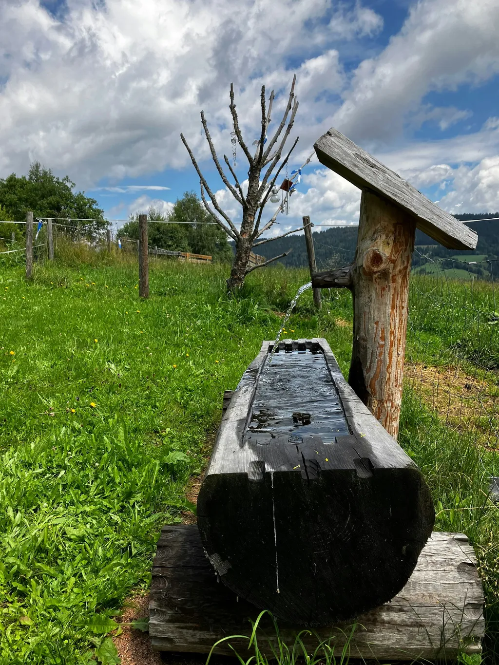 Sonniger Stellplatz im Zirbenland