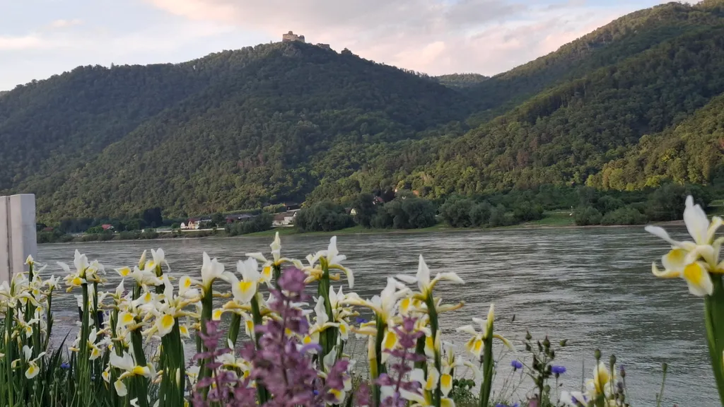 ... mit Blick auf die Ruine Aggstein vom Stellplatz.