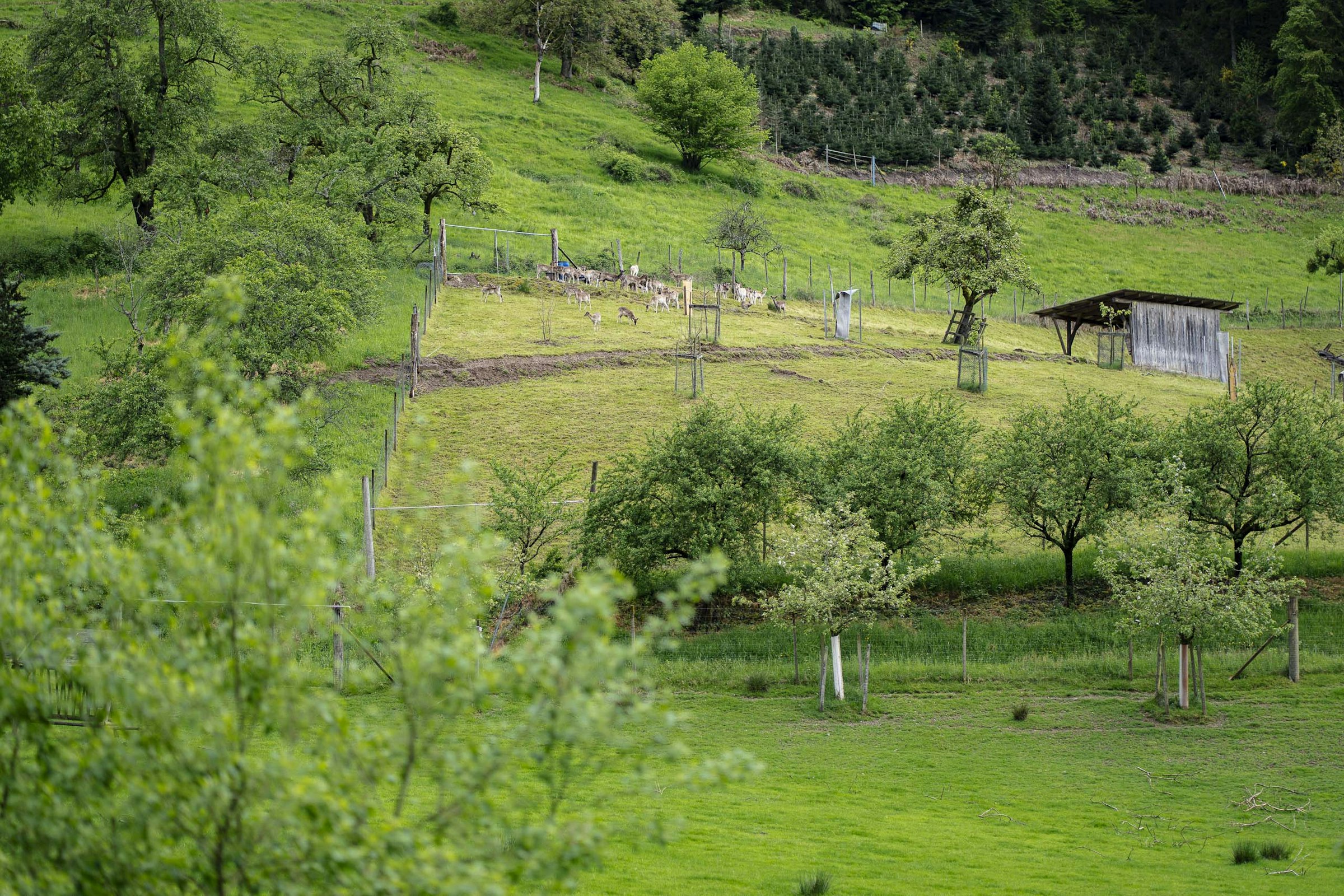 Serrerhof im Schwarzwald — photo 5