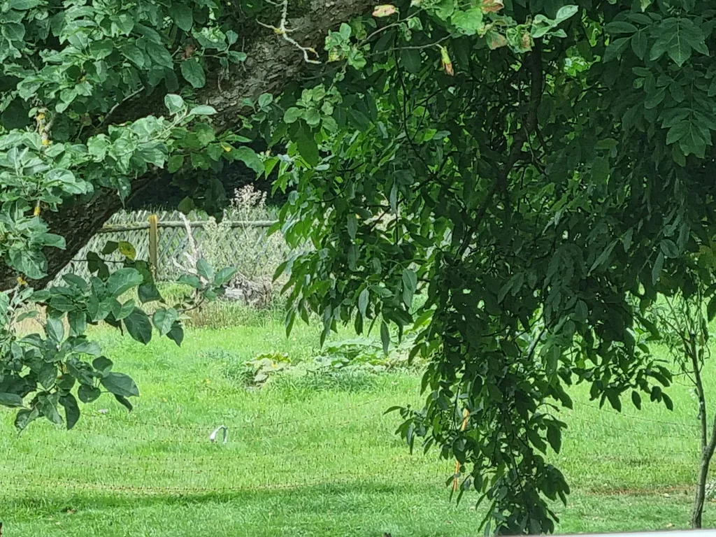 Hähne wecken euch im Lossatal