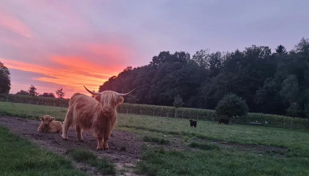 Stellplatz bei den Hochlandrindern