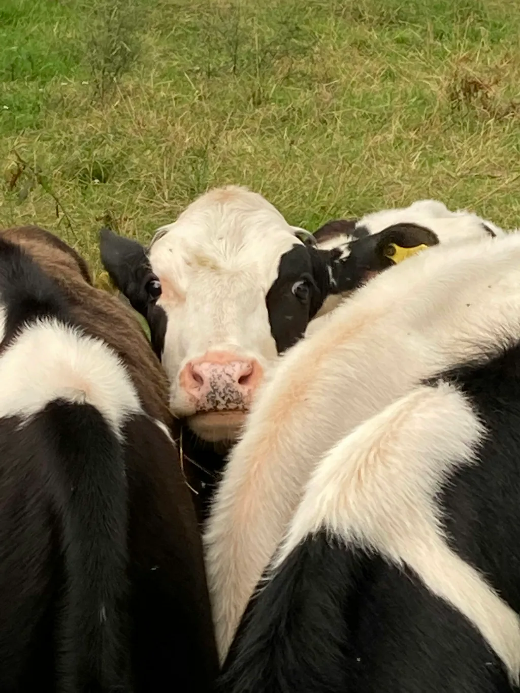 ...die Rinder auf der angrenzenden Wiese