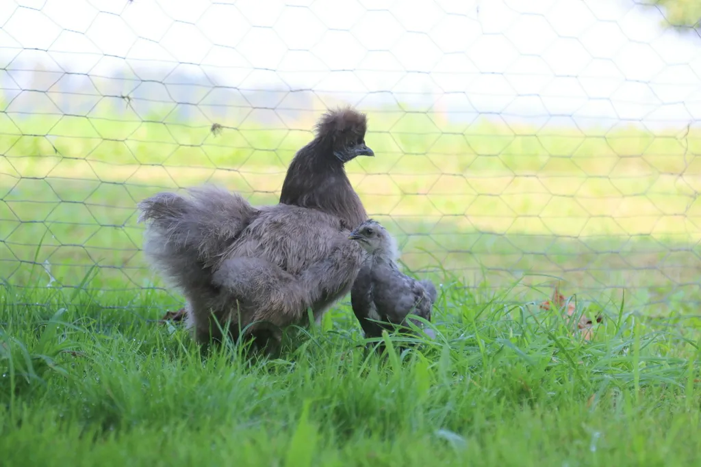 Bauernhof mit Schwarzwaldblick
