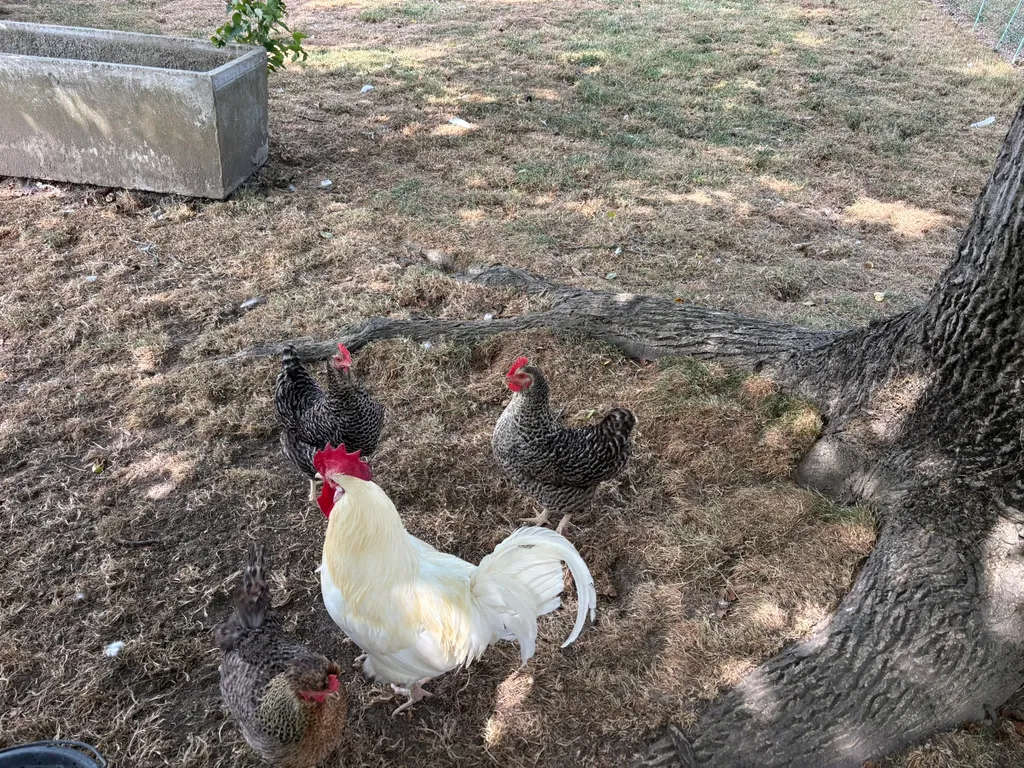 Campen auf dem Bio Bauernhof mit dem Zelt und Velo