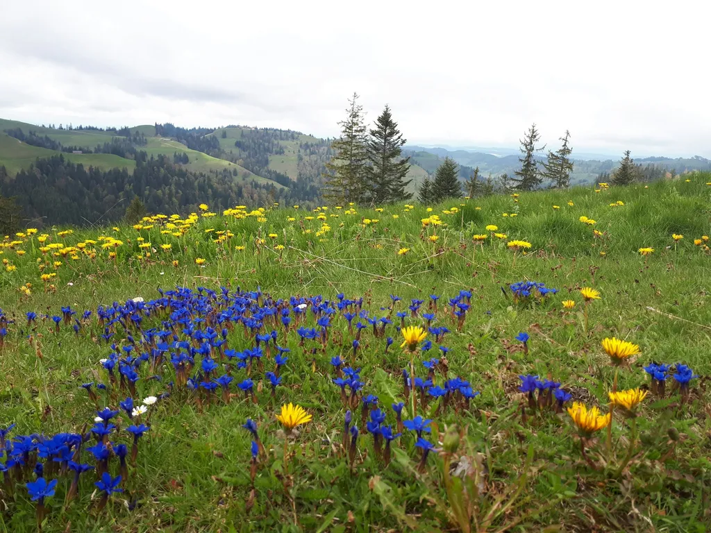 Camp Zuckeralp