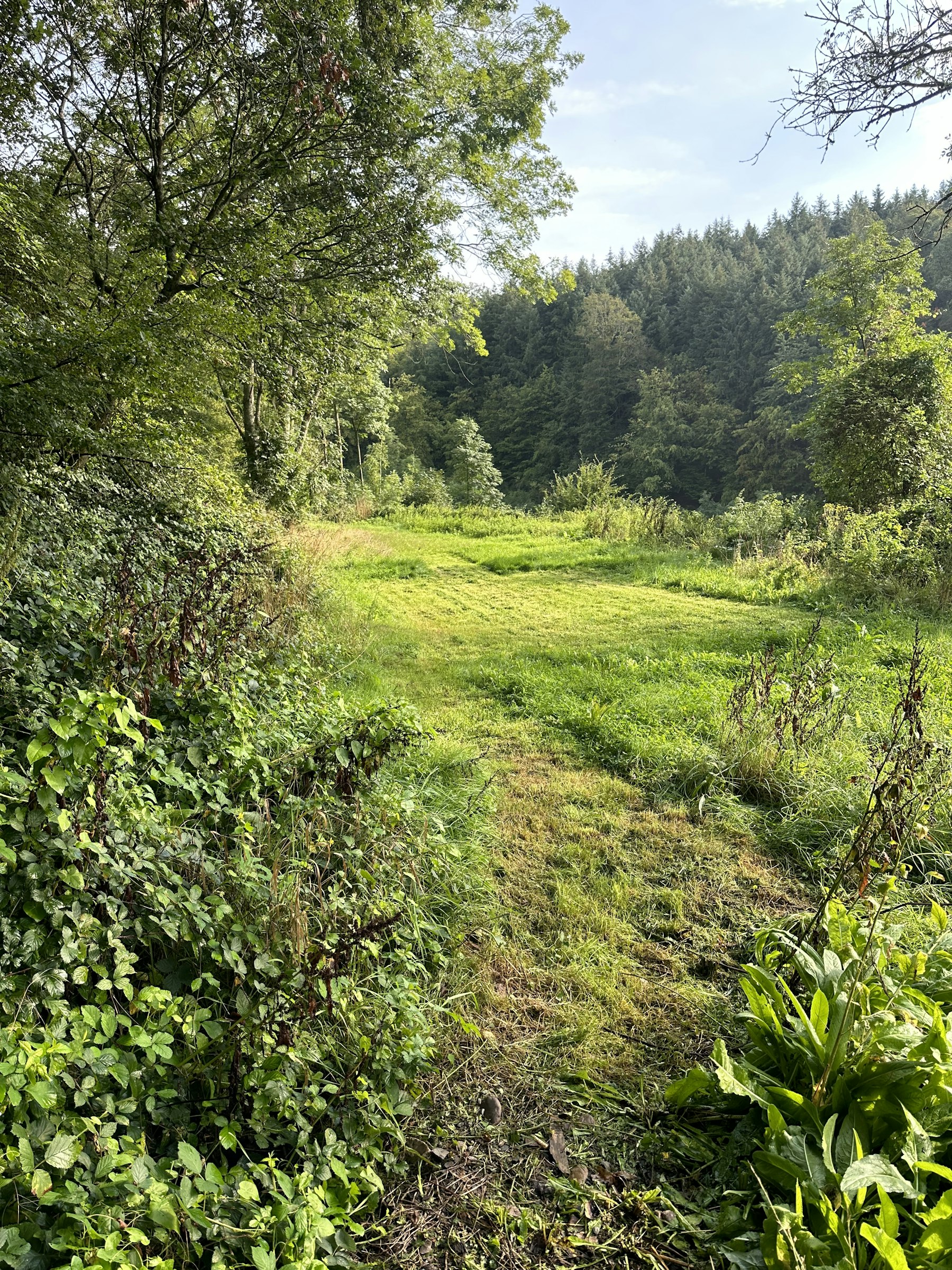 Waldwiese im Hunsrück / Soonwald