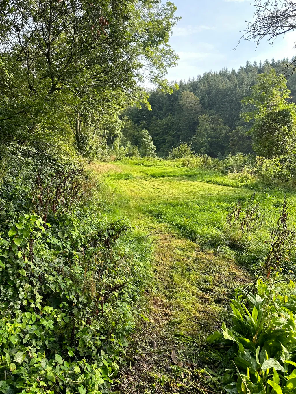 Waldwiese im Hunsrück / Soonwald