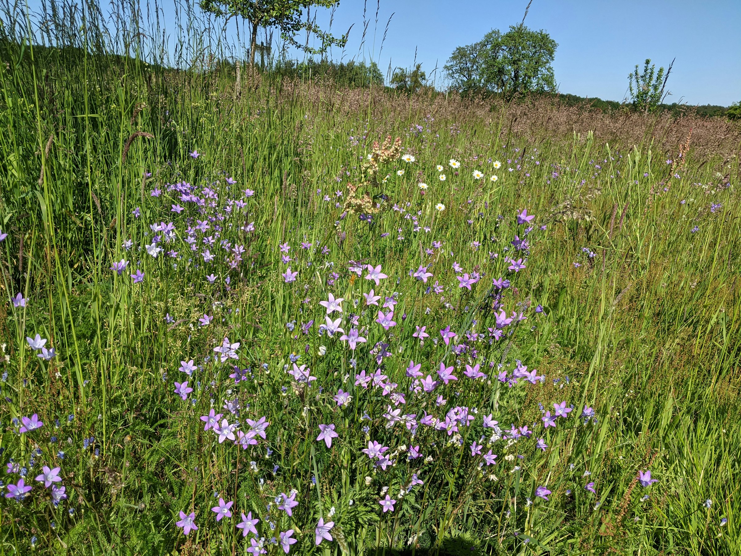 Streuobstwiese im Fränkischen Wald