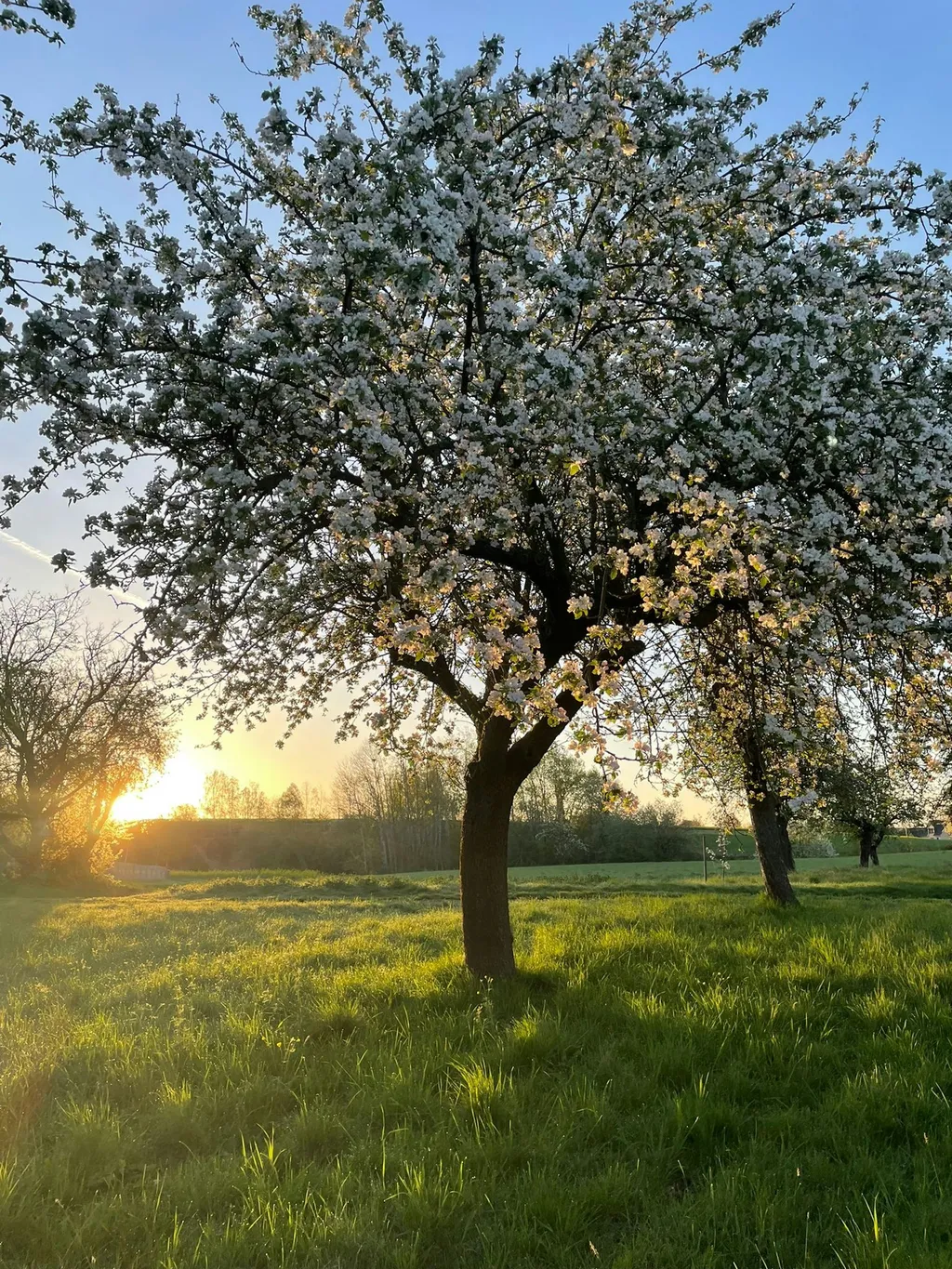 Streuobstwiese, Ehemalige Sandgrube