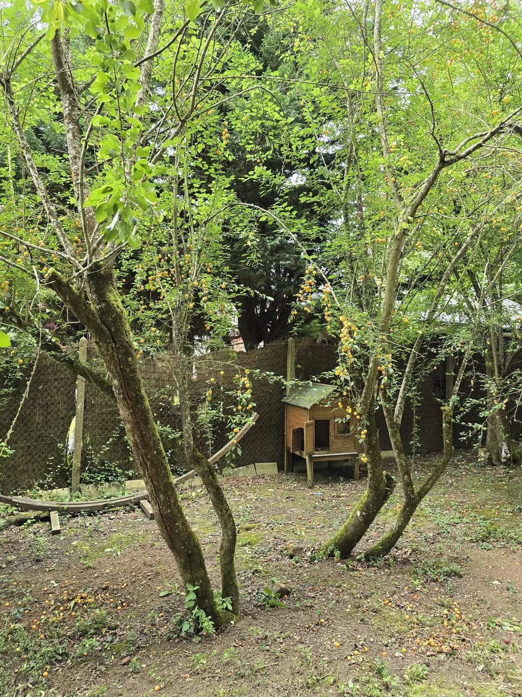 Derrière la cabane, un petit verger de mirabelliers sauvages offre ombre et fruits en saison. Un coin idéal pour lire, méditer ou partager un verre.