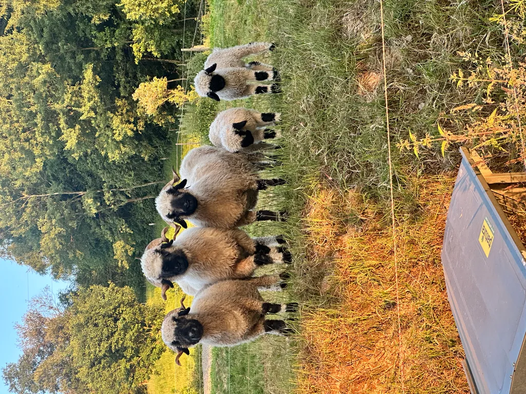 Verträumte Auszeit im Pferdeparadies