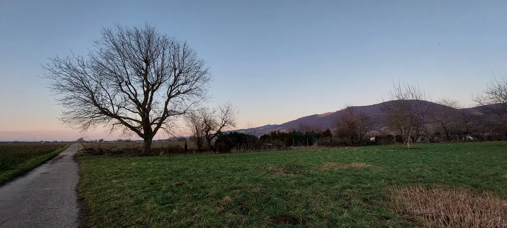 Sunset unterm größten Nussbaum