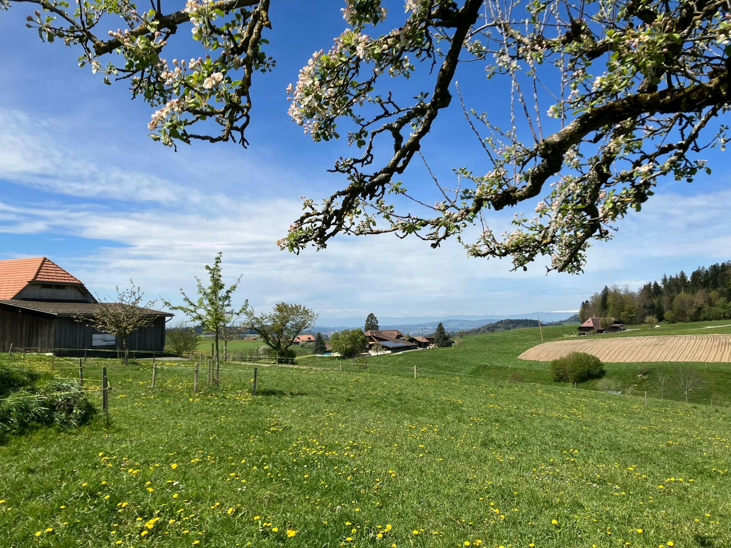 Beim Apfelbaum von Käsers Biohof
