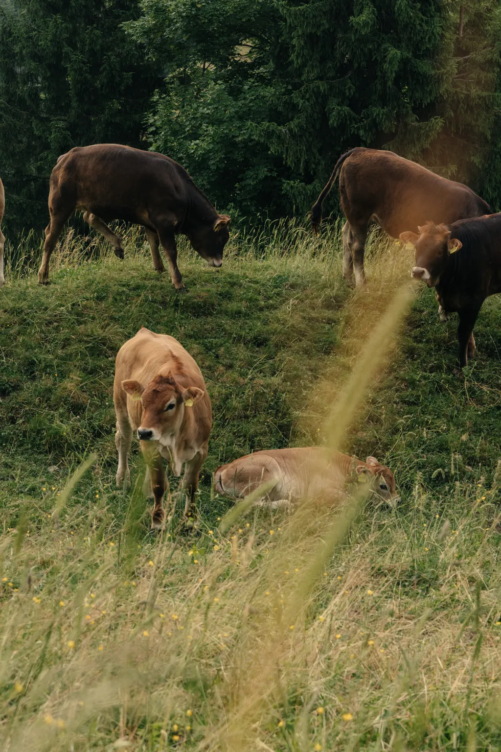Bubble Tent - Mitten im Herzen des Emmentals