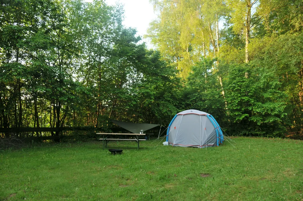 Vogelgezwitscher im Buchengrün