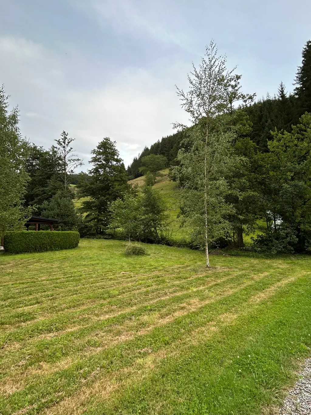 Wunderschöne Wiese umgeben von Wald und Natur