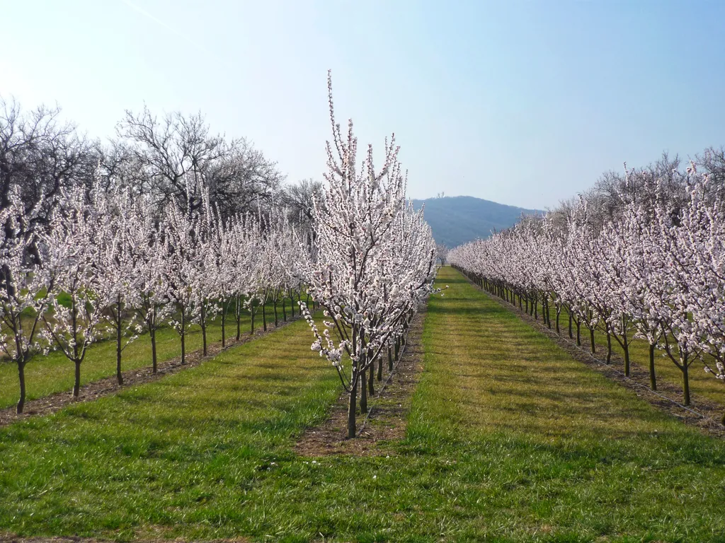 Marillenblüte-c-Gemeinde Kittsee.jpeg
