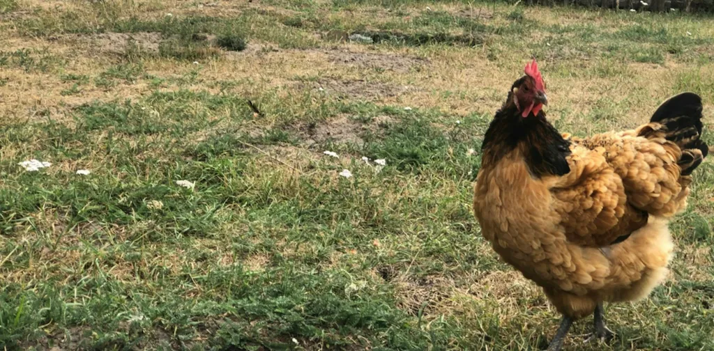 Hof am Mittellandkanal Münsterland