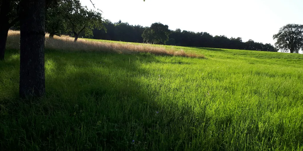 Streuobstwiese Nähe Waldrand