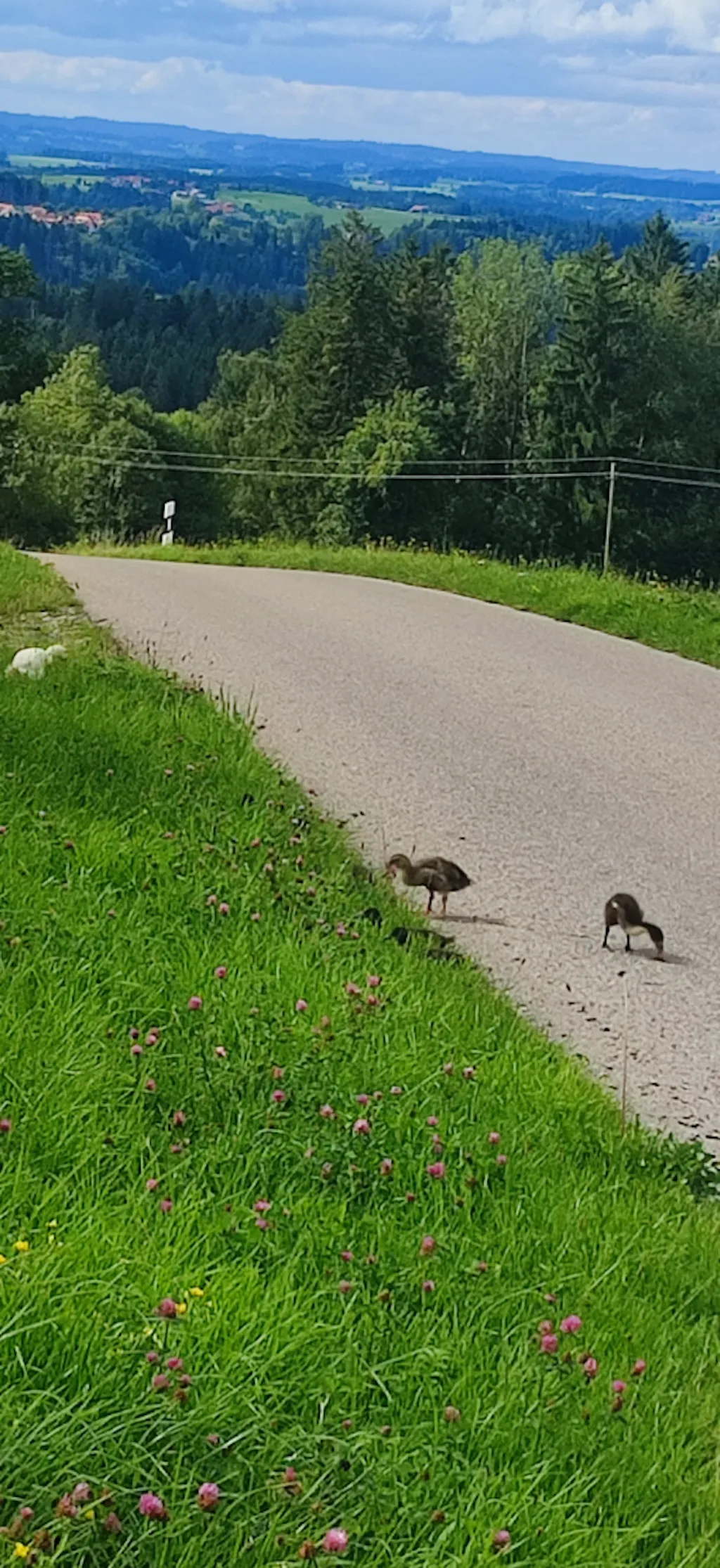 Zelten Bodensee - Königsseeradweg