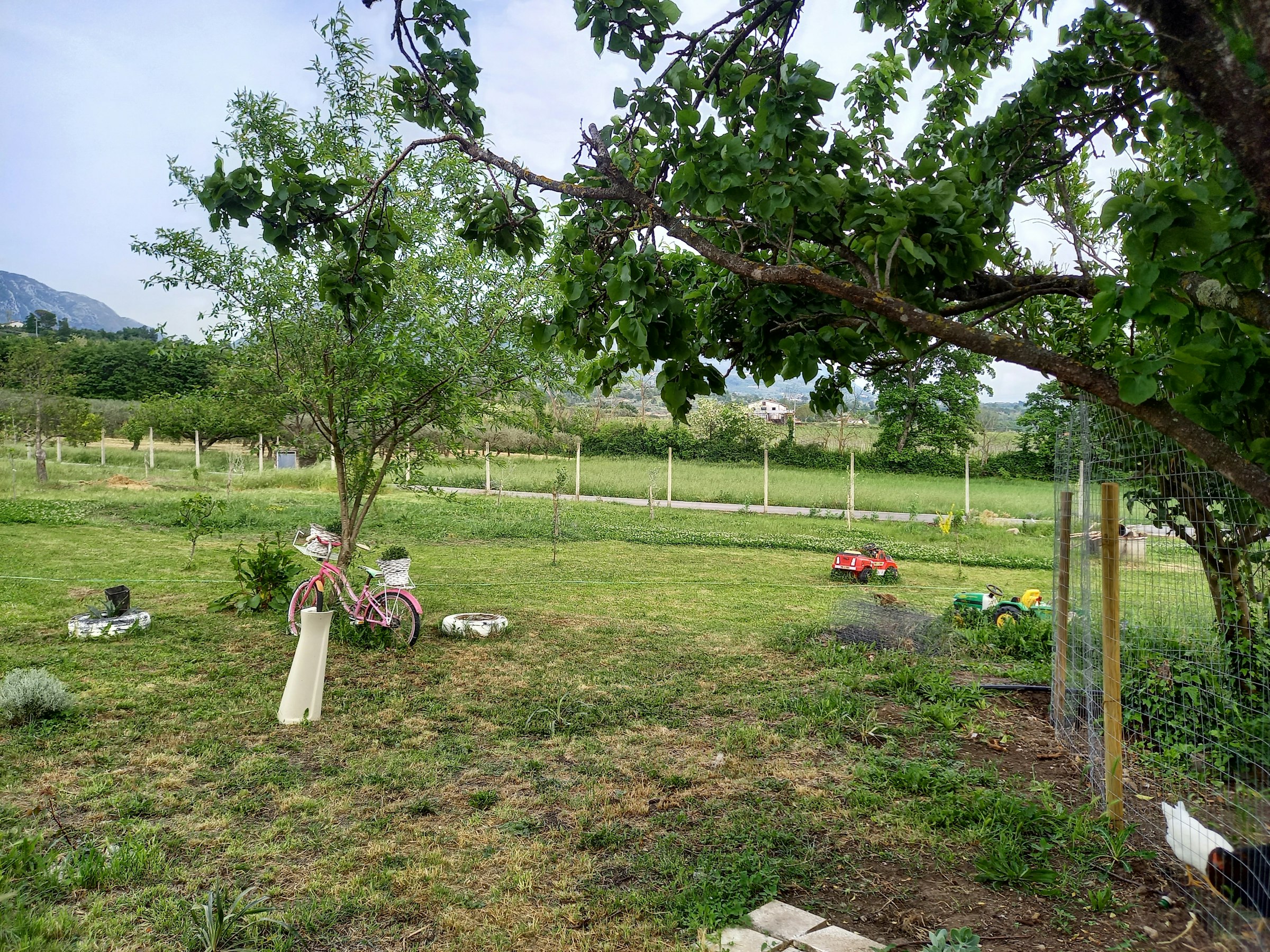 Il Mandorlo Selvatico