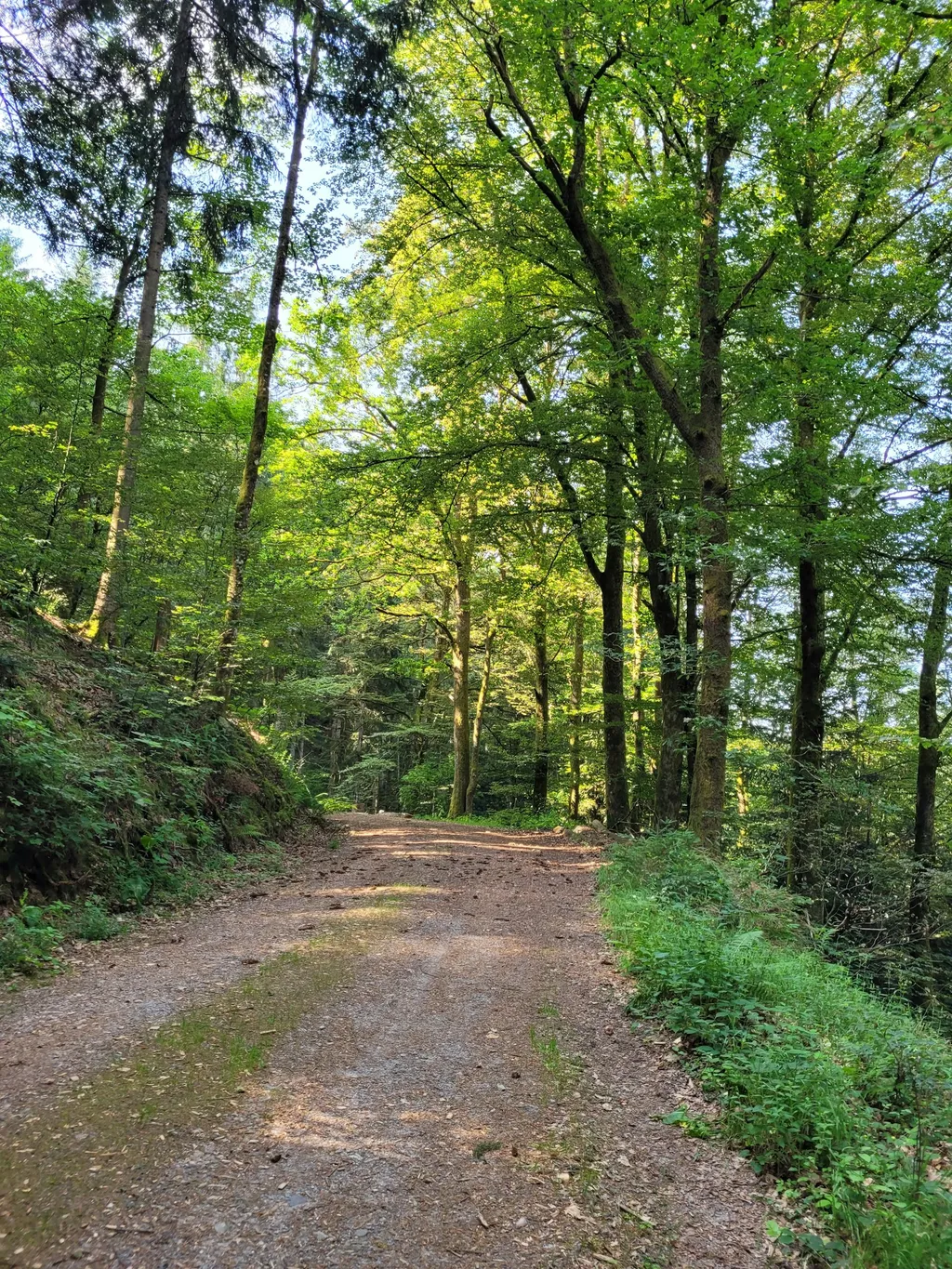 Naturcampingplatz unter den Buchen