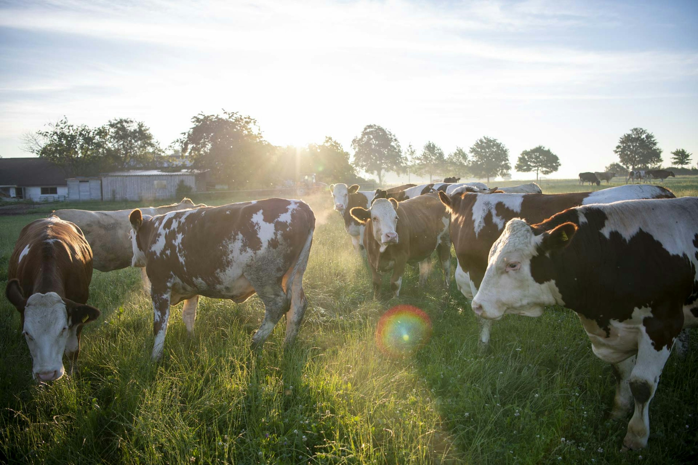 Wiese mit Blick auf die Kuhweide