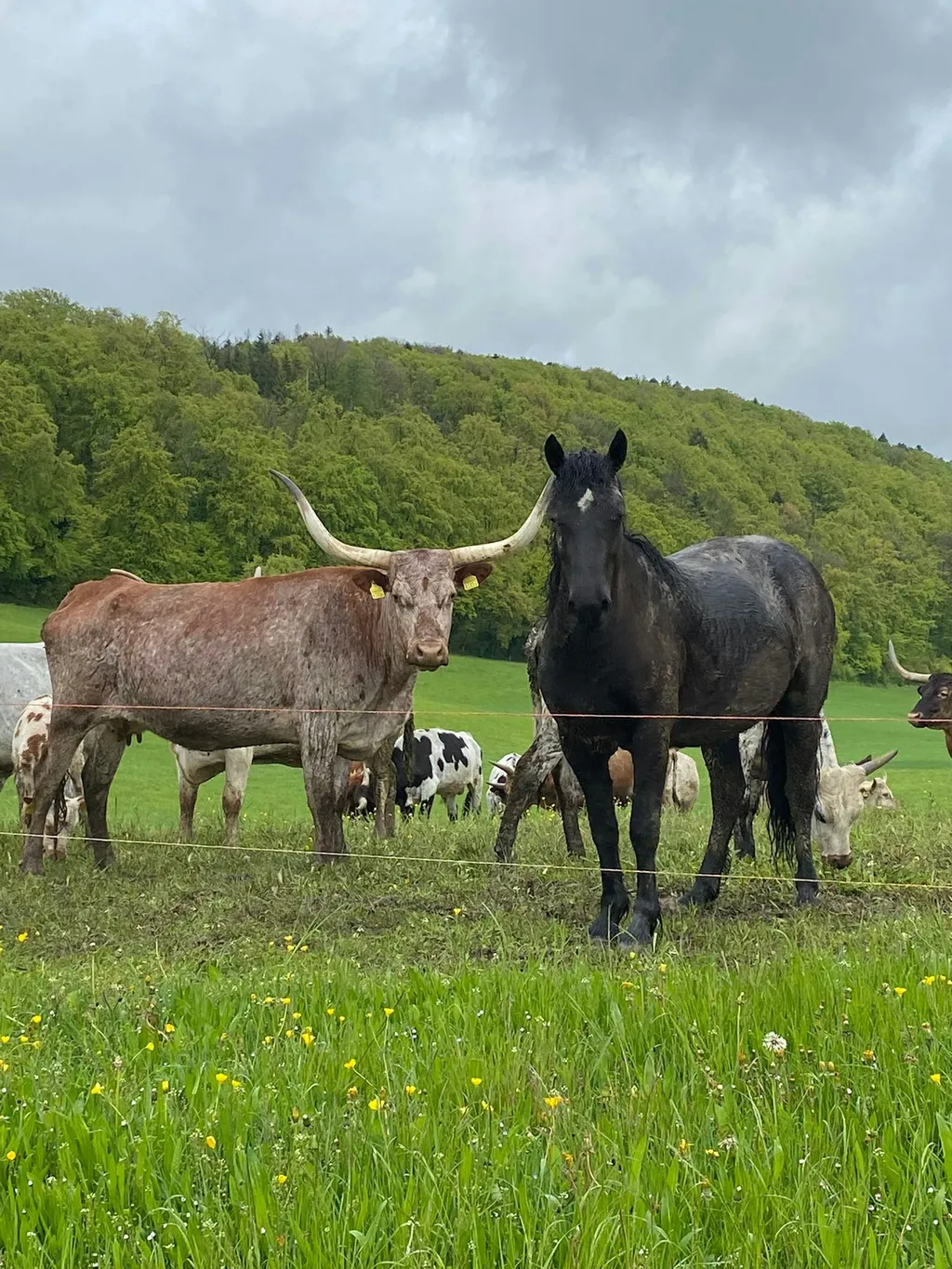 Camping auf der TexasLonghorn Ranch